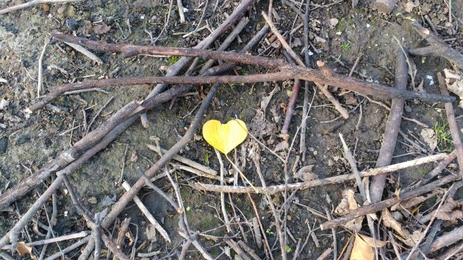 heart-shaped leaf on the ground